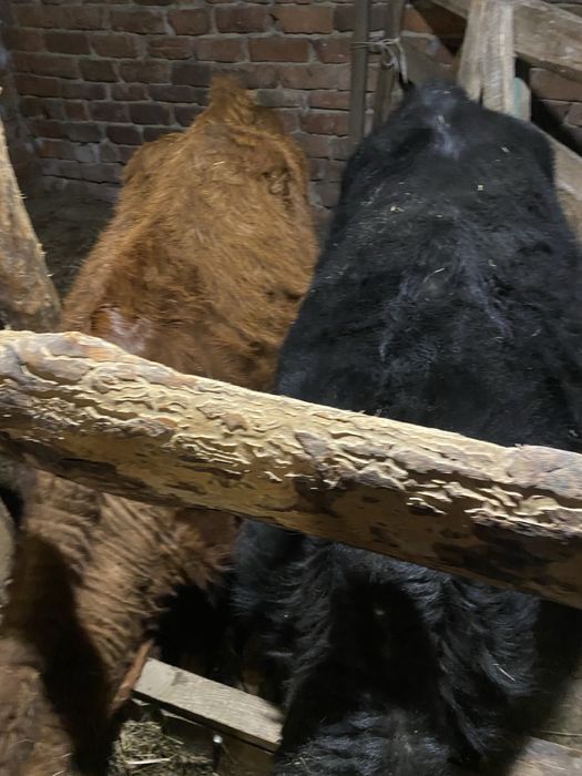 Продам 2 бычка………………