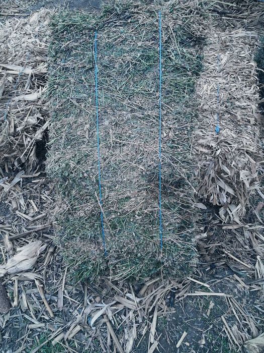 Baloti de lucerna 150 bucati