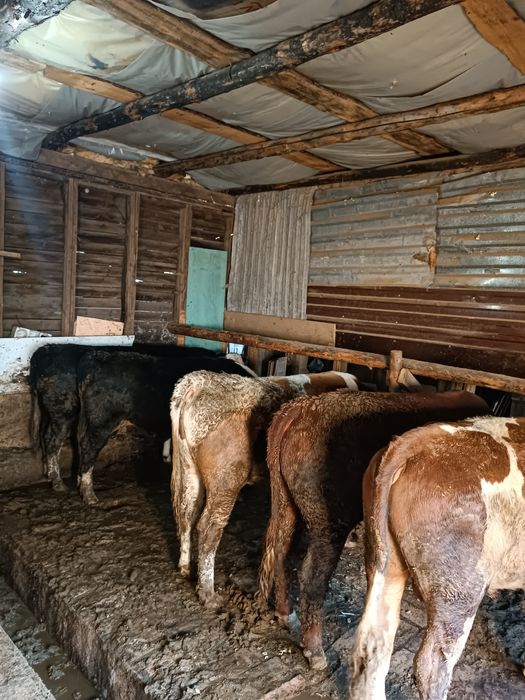 Продается 8 голов бичкы