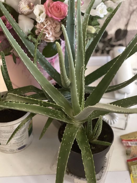 Алоэ вера продам