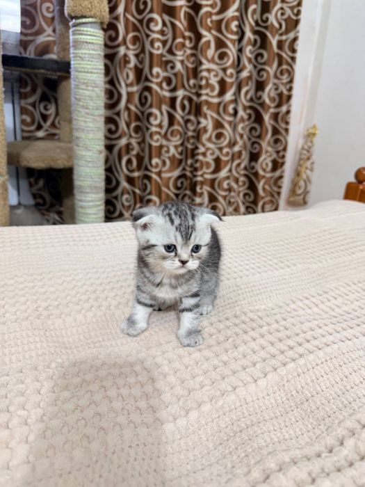 Котята вислоушки