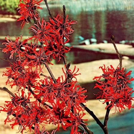 Вещерско дърво-(Магически лешник )