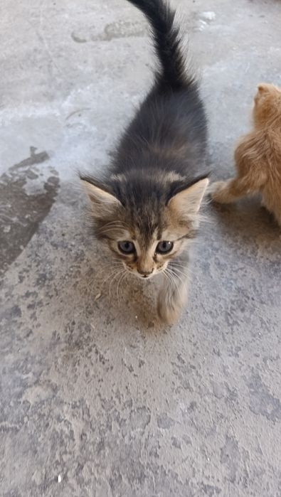 Парадные домашние котята