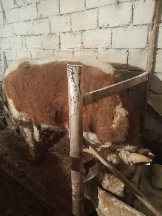 Откорм бұқалар сатылады.