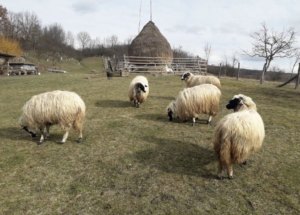 Disponibile 5 cârlane breze