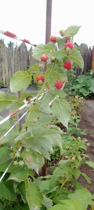 продам саженцы ремонтантной малины