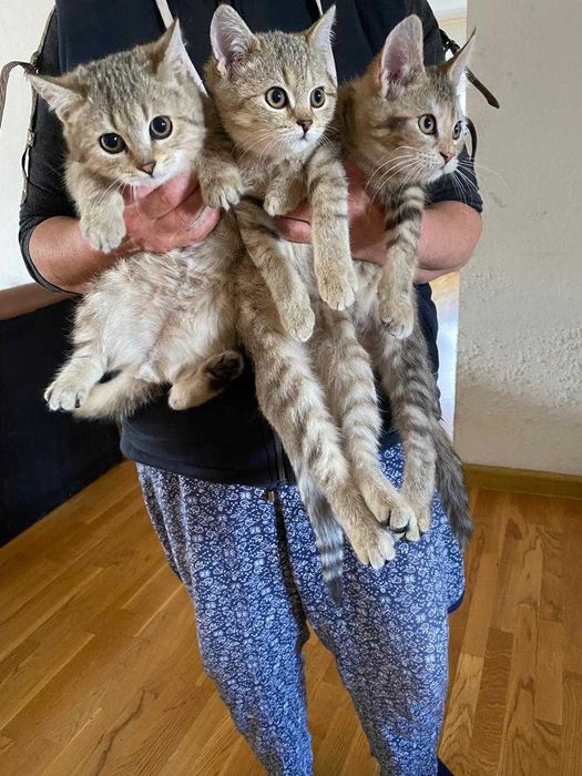 Котята мейкун с британцем