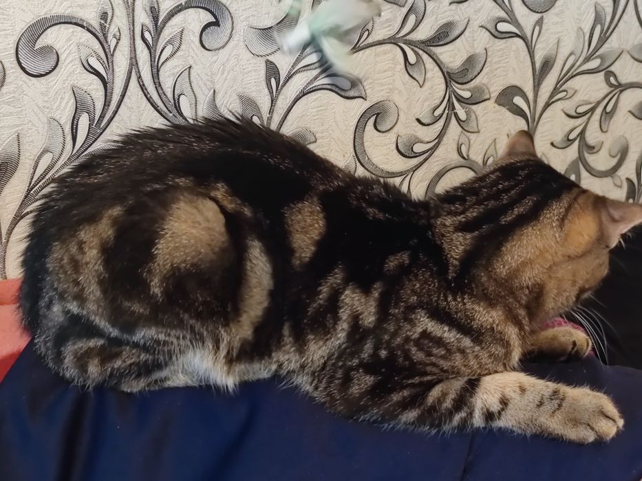 Британский котик ищет Дом