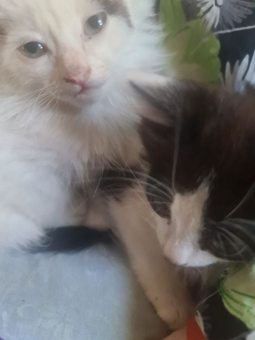 Отдам котят в хорошие руки