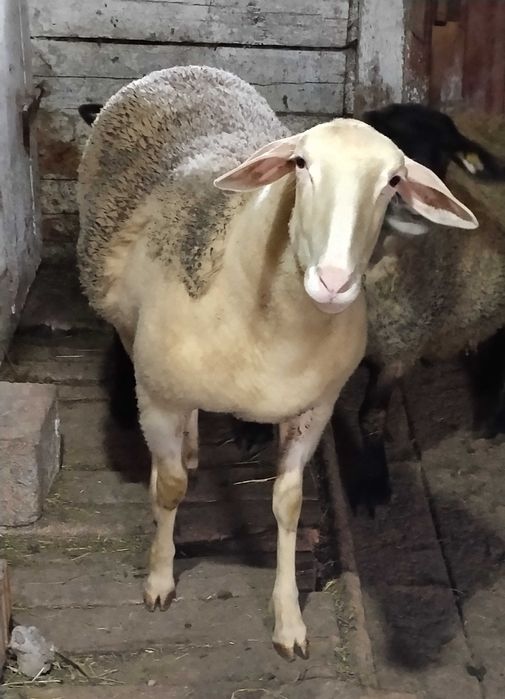 Berbecuț Suffolk și Lacuane