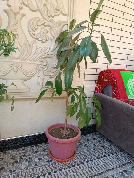 Гуллар. Хонаки гуллар сотилади арзонга