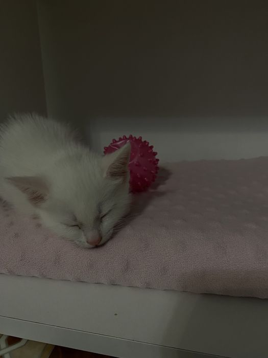 Мысык  катенк мальчик