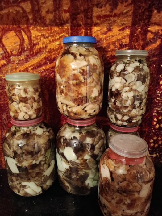Продам грибы волуи