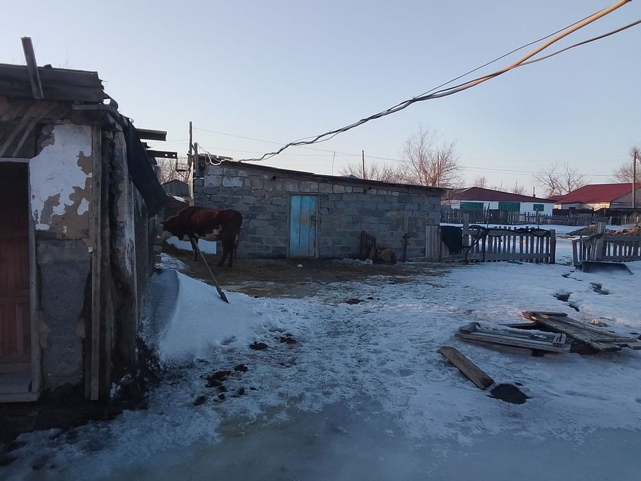 Карабаста уй сатылады