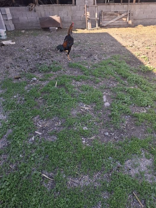 Продам петухов жужики