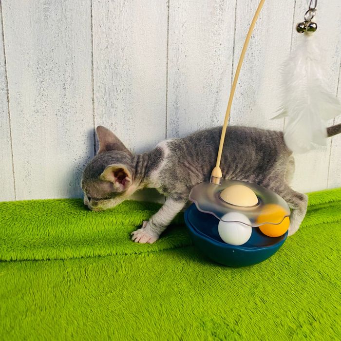 Мальчик донской сфинкс