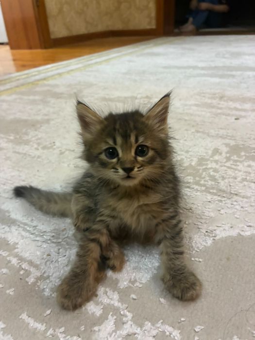 отдадим котят в добрые руки