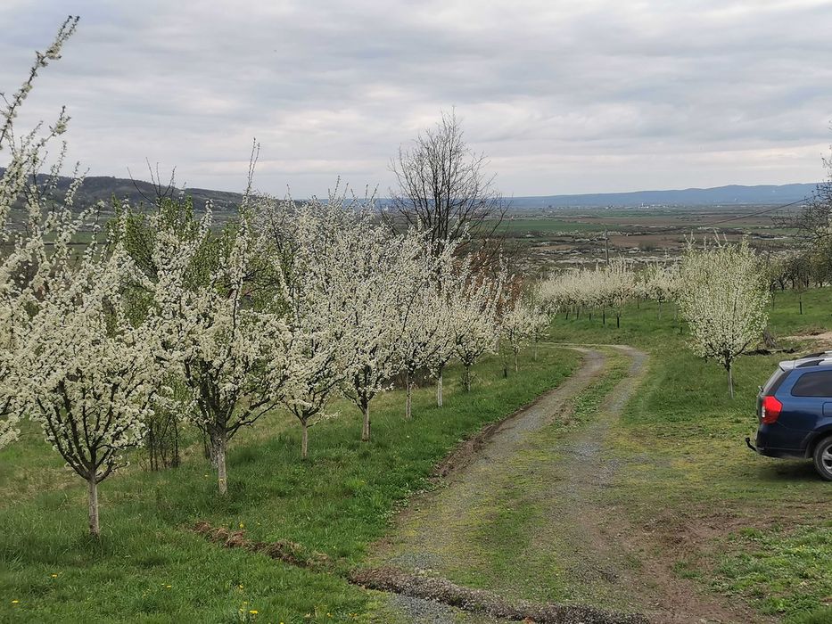 Teren Orasu Nou Vii ,Intravilan 38 Ari , Casa + Livada pomi fructiferi