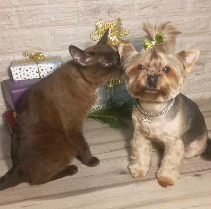 Груминг, стрижка кошек и собак