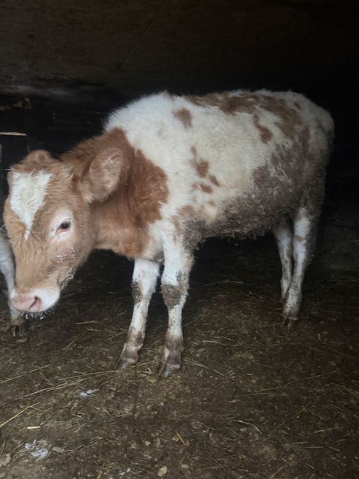 Продаются телочки