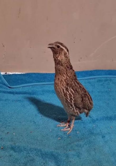 Italiya bedanala sotiladi, Италия беданала сотилади