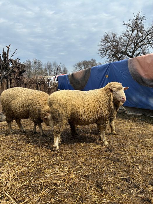 Berbecuti il de France