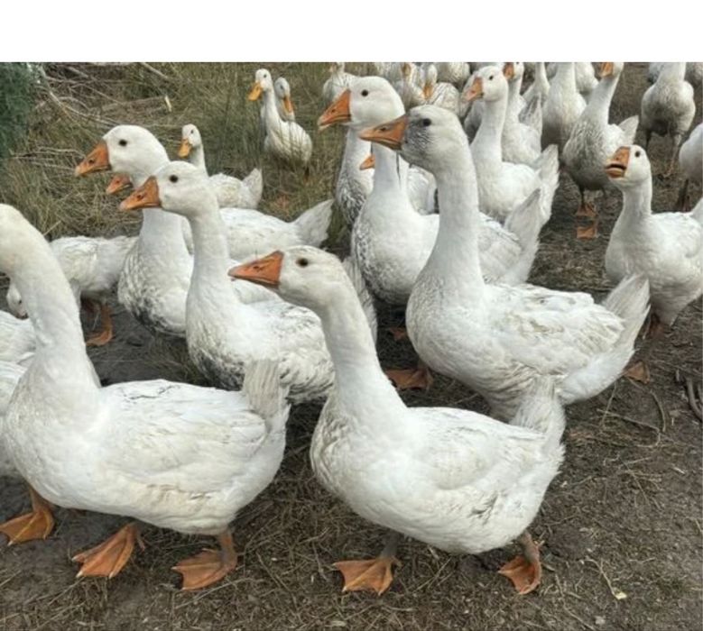 Гуси порода Линда