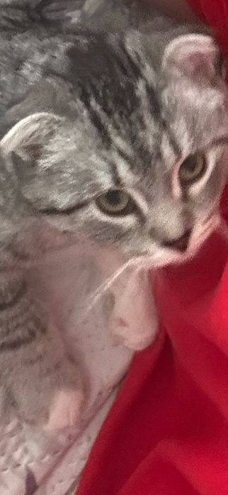 Котенок в добрые руки, девочка