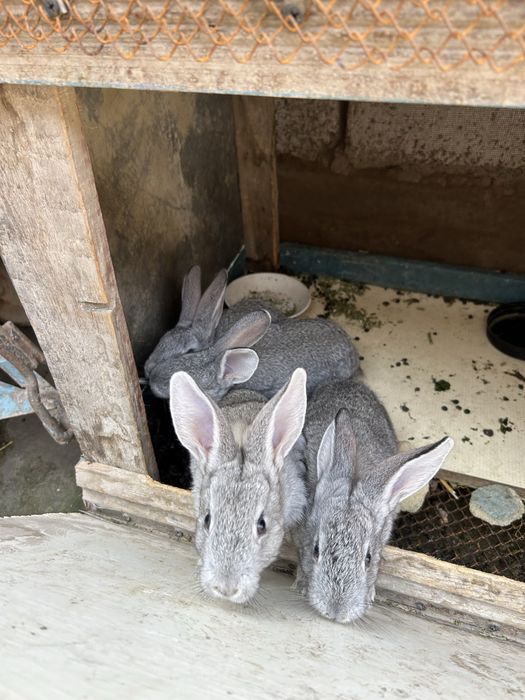 Кролики 1,5 месяца