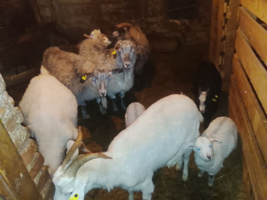 Объявления кокшетау