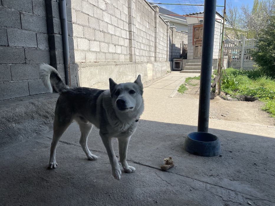 Ит сатылады бағасы 35000 . Лайка северный