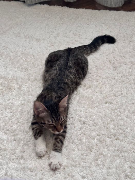 Отдадим котенка в добрые руки