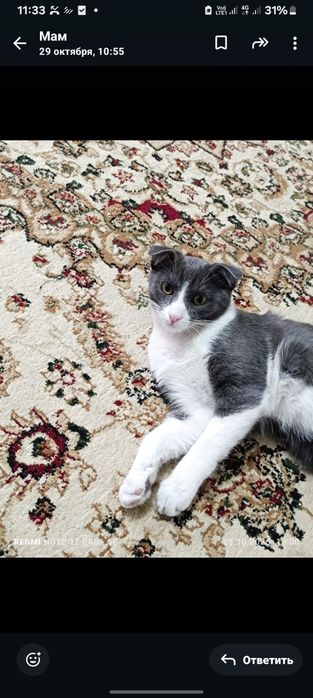 Одам котика мальчик вислоухий