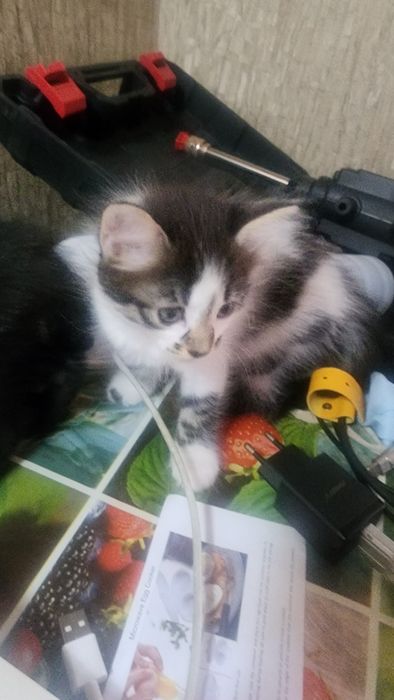 Отдаем котят в добрые руки