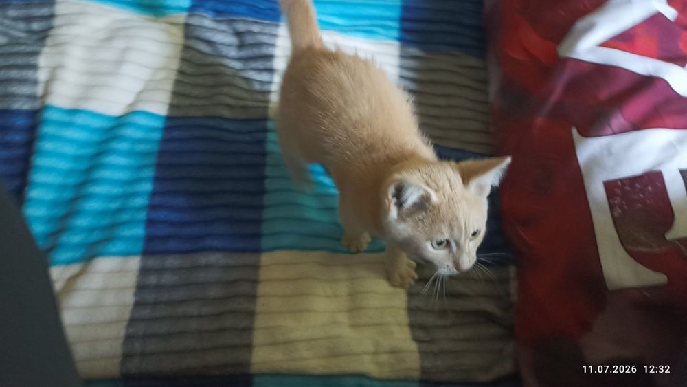 Котик ищет любящую семью