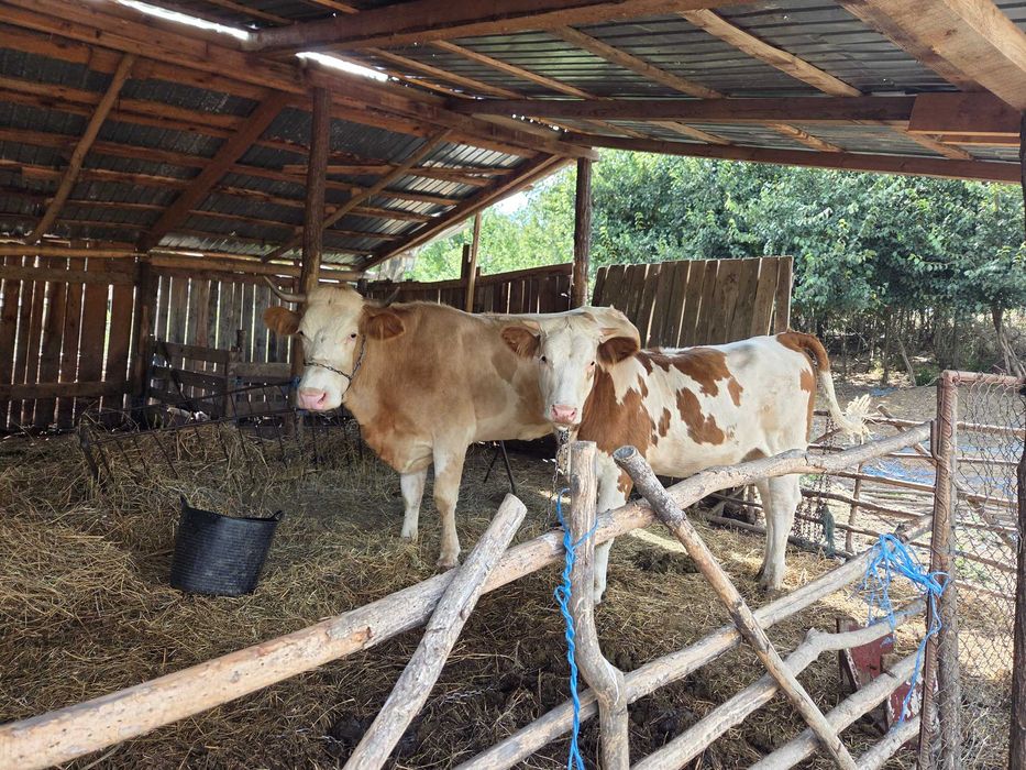 Vaca cu juninca de vanzare 15000 lei