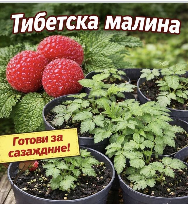 Ягодова малина или мяу мяу