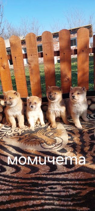 Шиба ину  Shiba Inu