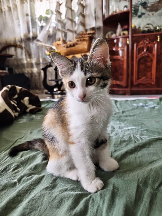 Кошечка породы Табби