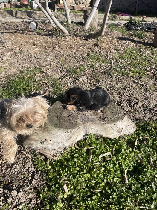 Йоркширски териери