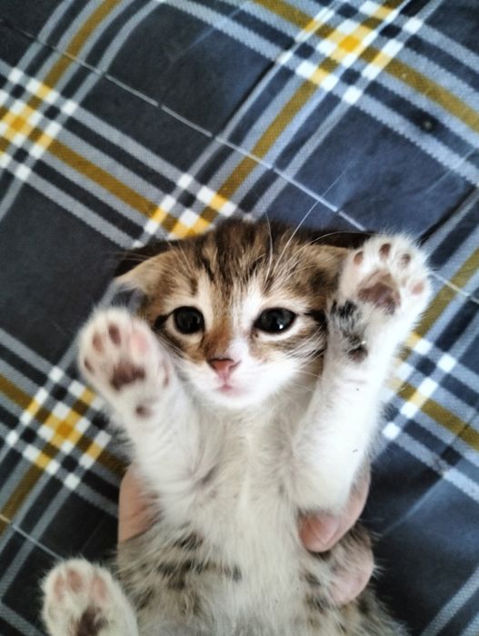 Отдам британских котят бесплатно