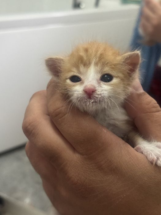 Отдадим котят в добрые руки