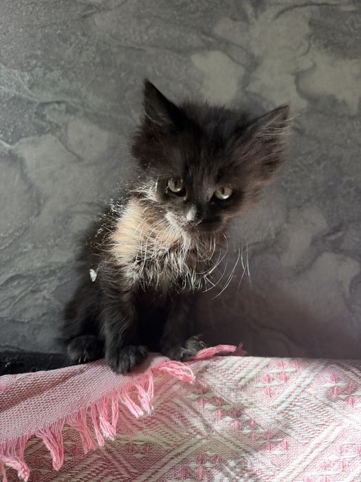 Котенок в добрые руки