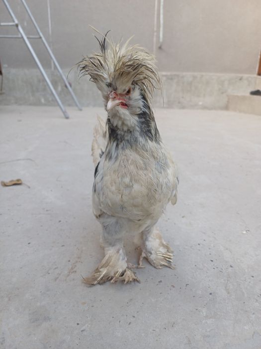 Карес японка хурозлари сотилади