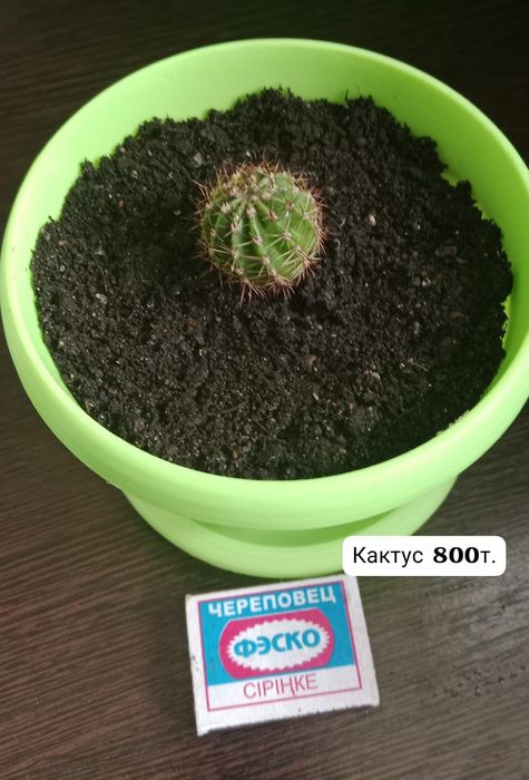 Комнатные цветы продаю