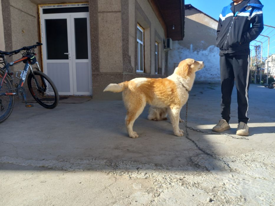 Buni zoti metis kuchu qo'lga tezo‘anadi