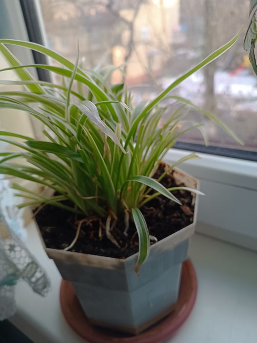 Комнатный цветок