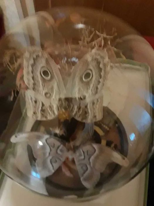 Aranjament Made in U.S.A.