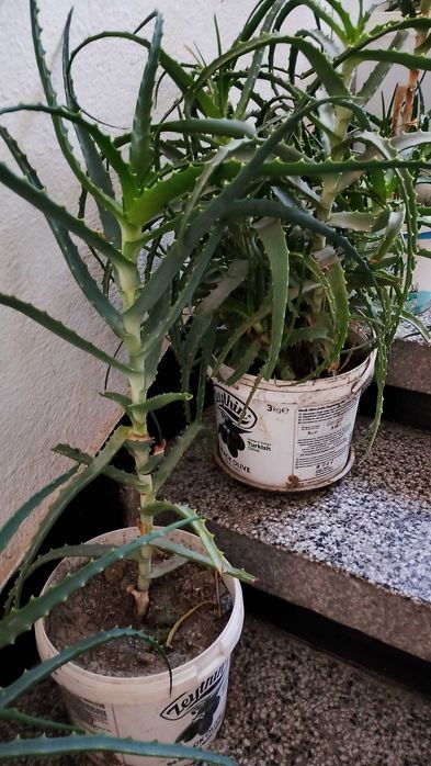 Живо алое вера за лечебна напитка – големи и малки растения