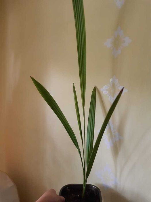 Фикус, гибискус, традесканция